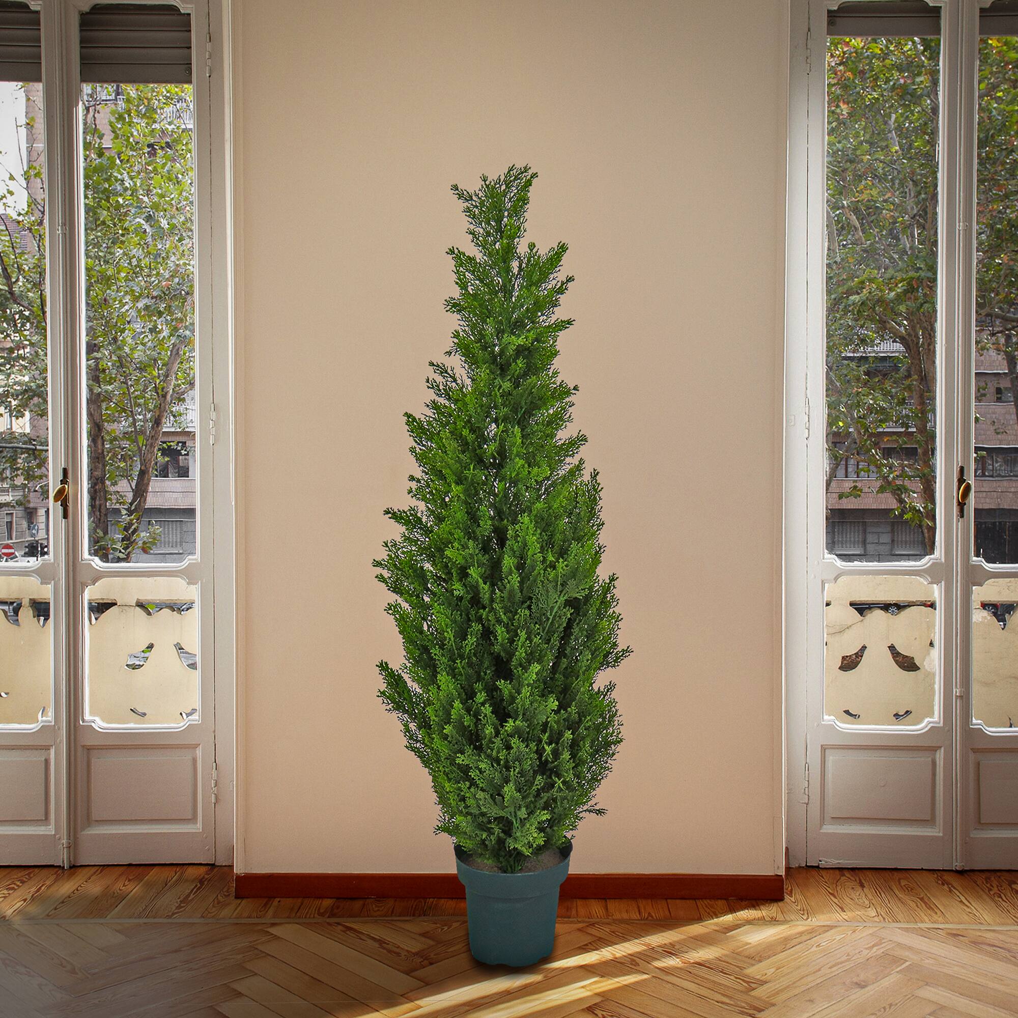 50" Cedar Tree